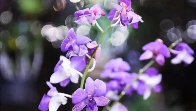 静是一种力量一种福气,西双版纳这边旅游