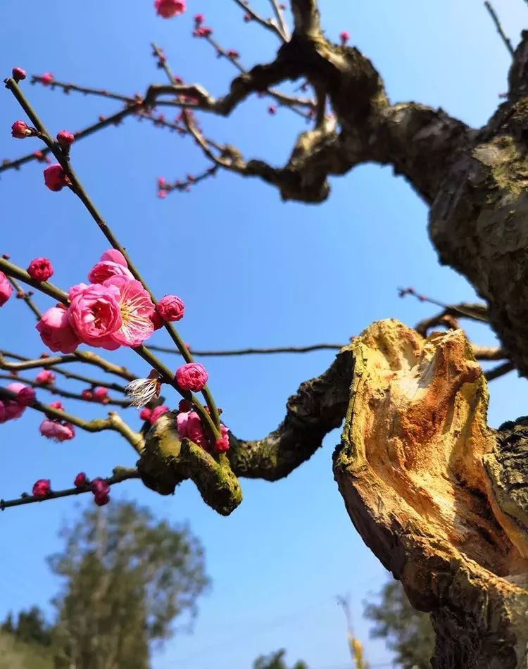 养梅花的技巧,寒梅的养殖方法