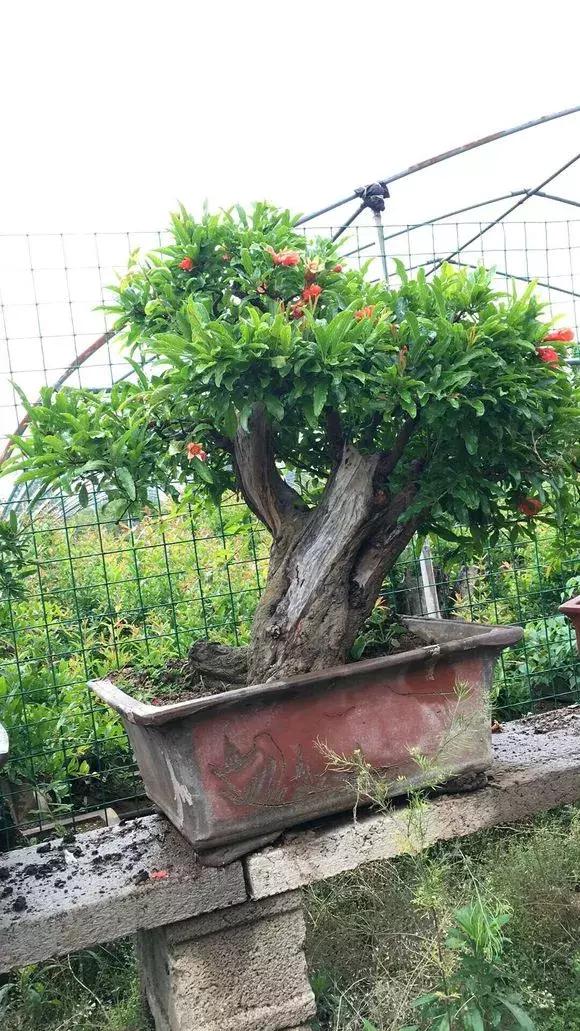 盆栽石榴怎么才能开花结果,如何促使盆栽石榴多开花