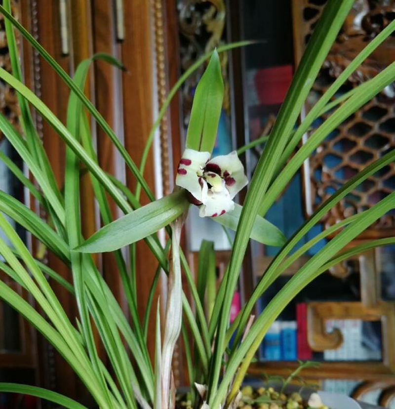 怎样选好兰花品种视频,怎样从兰花芽选择好的兰花