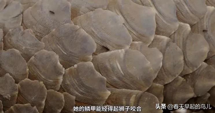 穿山甲报应,报应啊