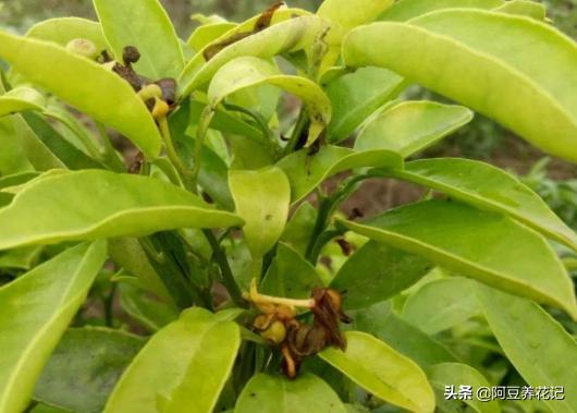 北方柑橘怎样枝繁叶茂,盆栽柑橘怎么避免黄叶