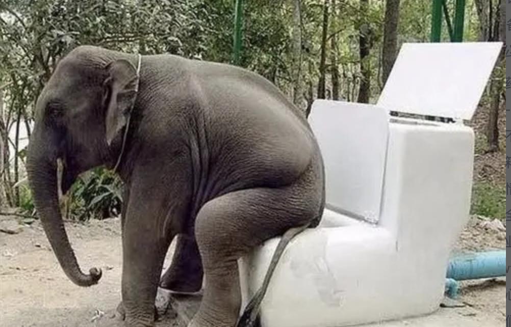 人类排泄需要用纸巾清理屁股，为什么动物却不需要？