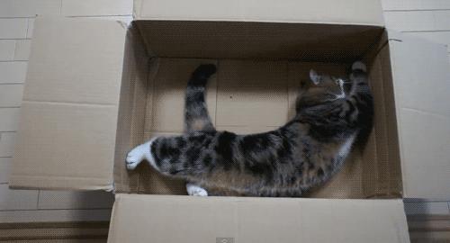 啧啧啧~断绝它的“性”福之路前你有仔细考虑吗？