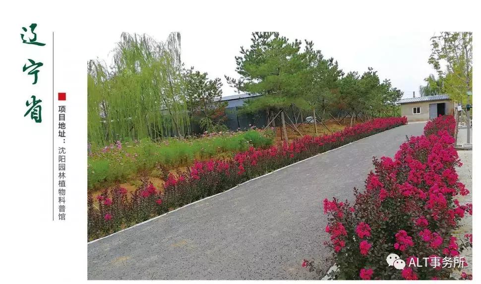 天鹅绒紫薇花烂漫,花争艳