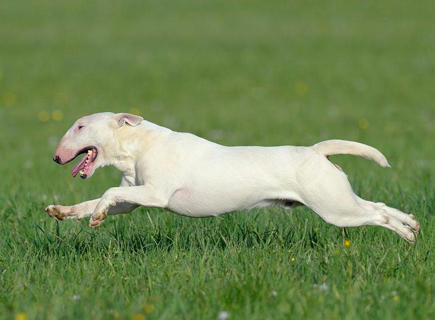让狗狗防病的药,让狗狗长得快的药