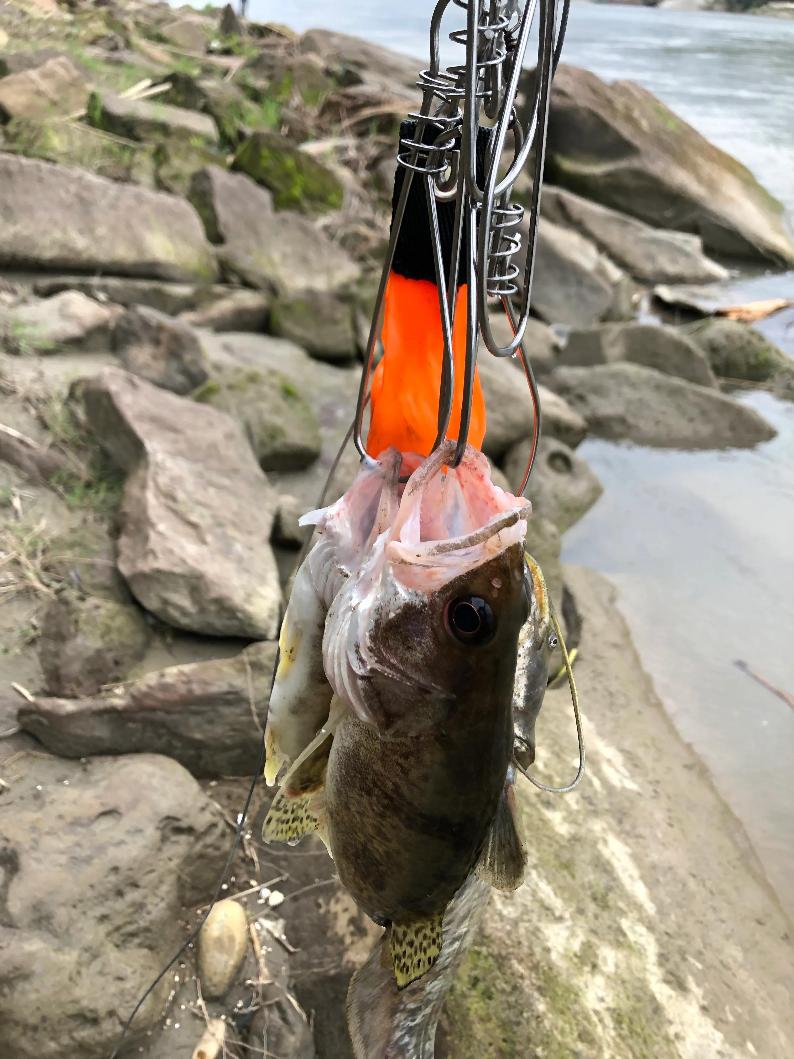 成都周边路亚白条怎么钓上鱼最快,桥下路亚钓鳜鱼教学