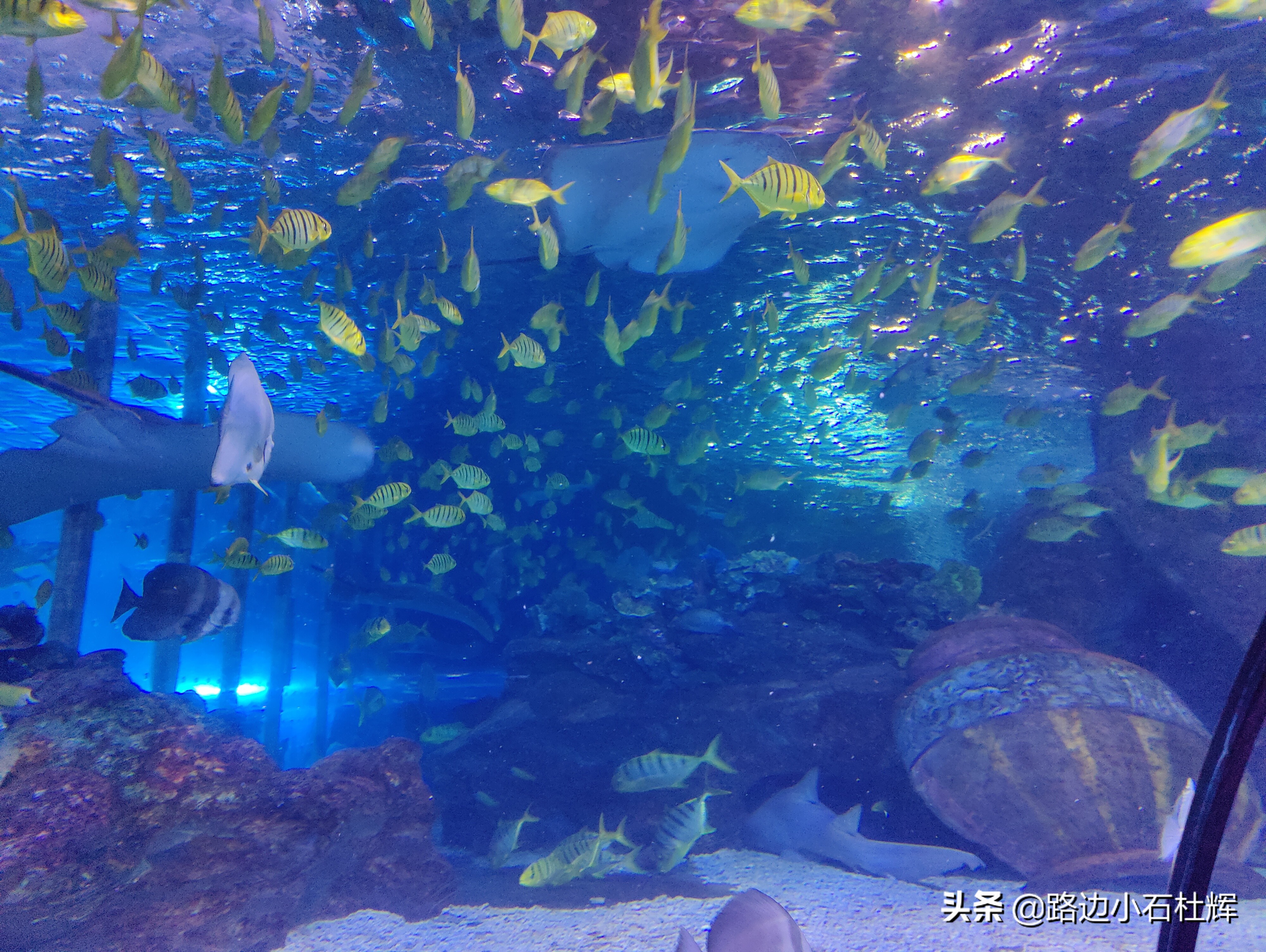 北京海洋馆海底世界和动物园攻略,游北京动物园海洋馆
