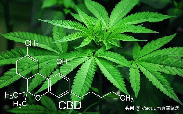 都在说的工业*麻大**究竟是什么?对国内相关行业有什么启示?