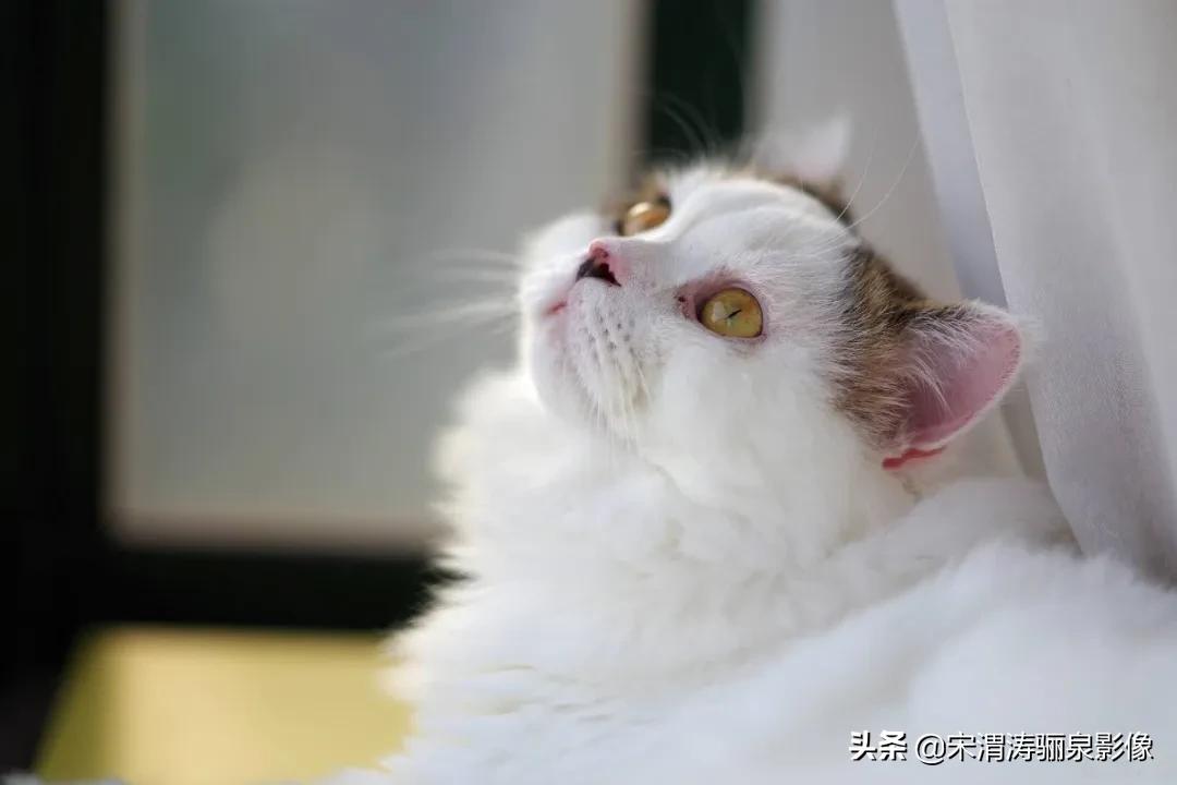 令人振奋的宾得HDPENTAXDFA*85mmF/1.4EDSDMAW