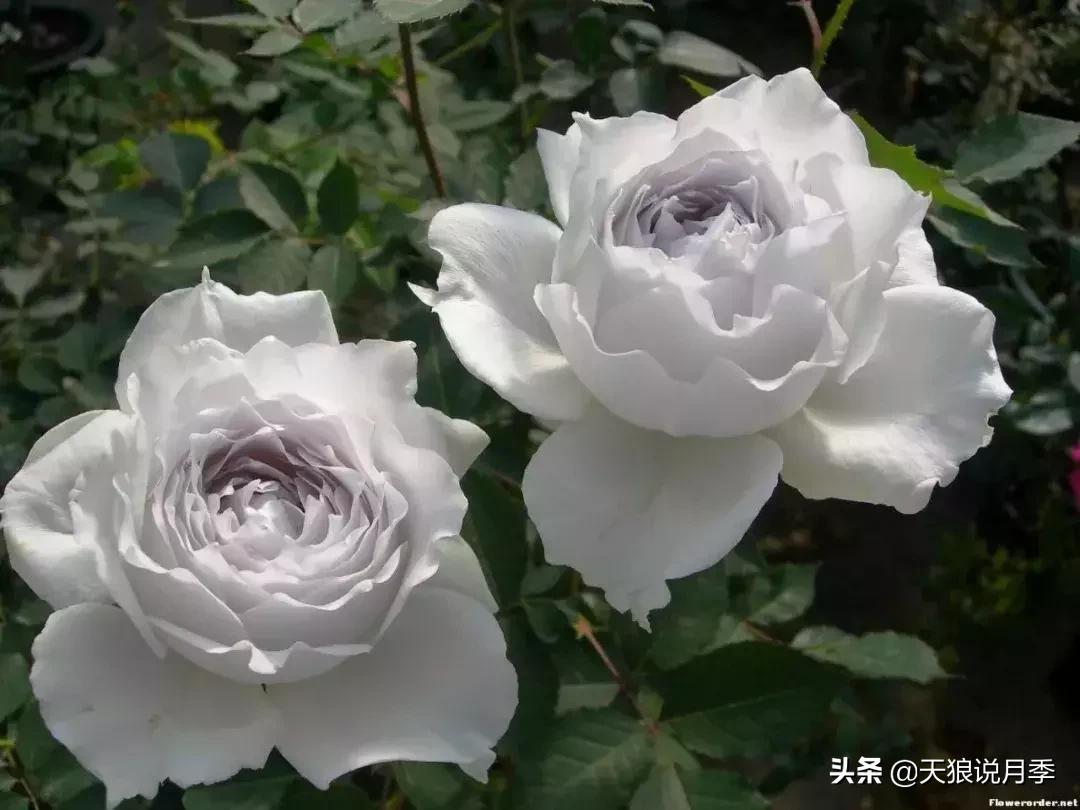 阳台种月季光照少怎么办,光照不好可以养石榴吗