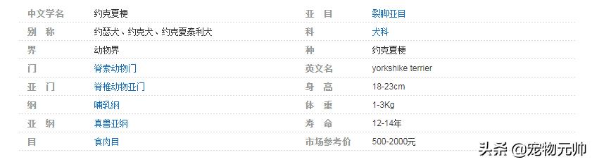 可爱小型犬品种大全排名,世界上最可爱的小型犬