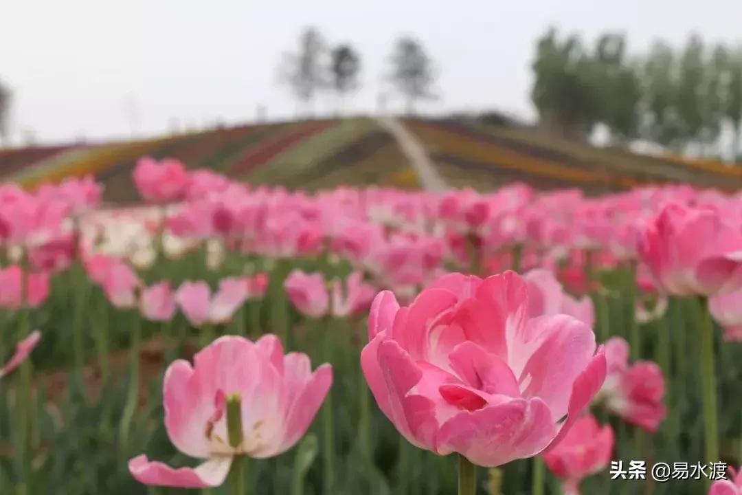 易县狼牙山小火车,河北保定易县火车