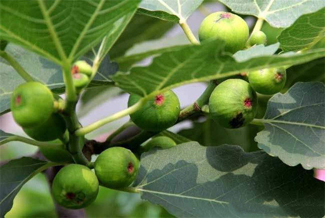 无花果种植技术和管理方法,无花果种植技术与管理如何挂果多