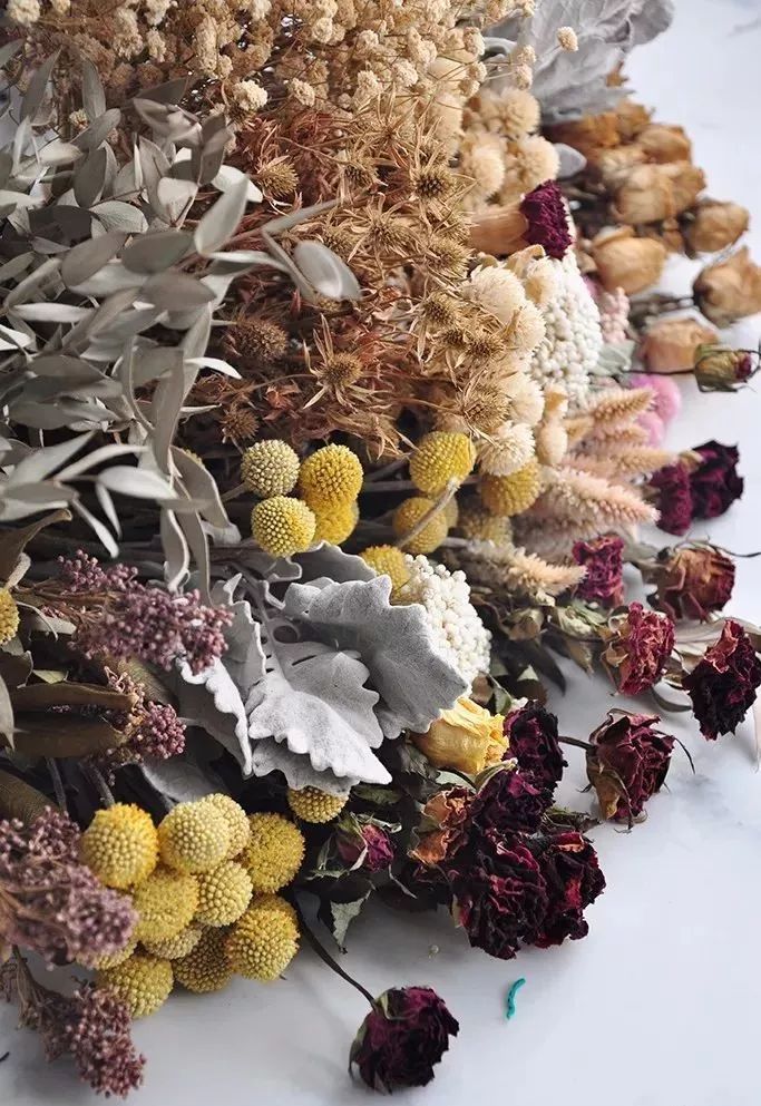 适合做干花的7种花,太阳花切花怎么做干花