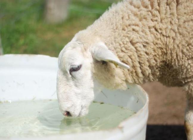 羊尿不出来尿怎么治疗？快速治羊尿不出尿，这里有方法