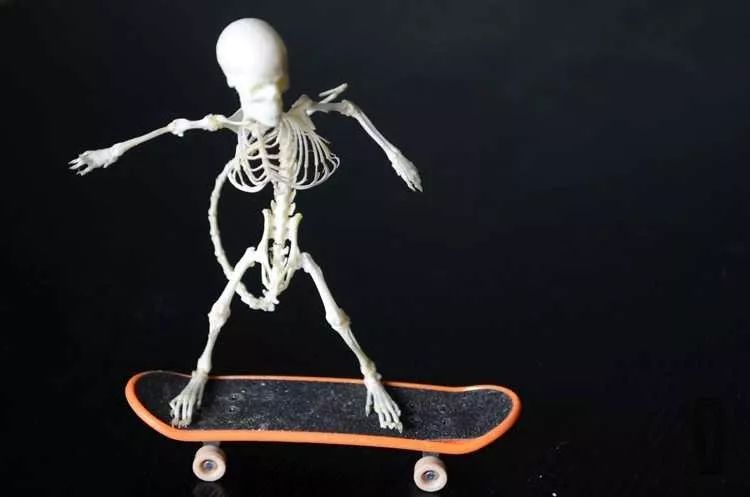 捡的动物尸体做标本收藏,现场解剖动物尸体