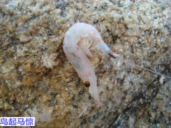 海钓诱饵粉使用方法,海钓鱼饵使用技巧