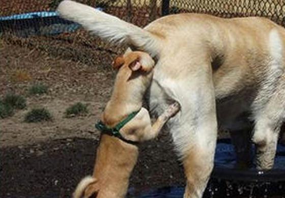 为什么狗狗见面就闻屁屁,狗狗总是爱闻主人的屁屁