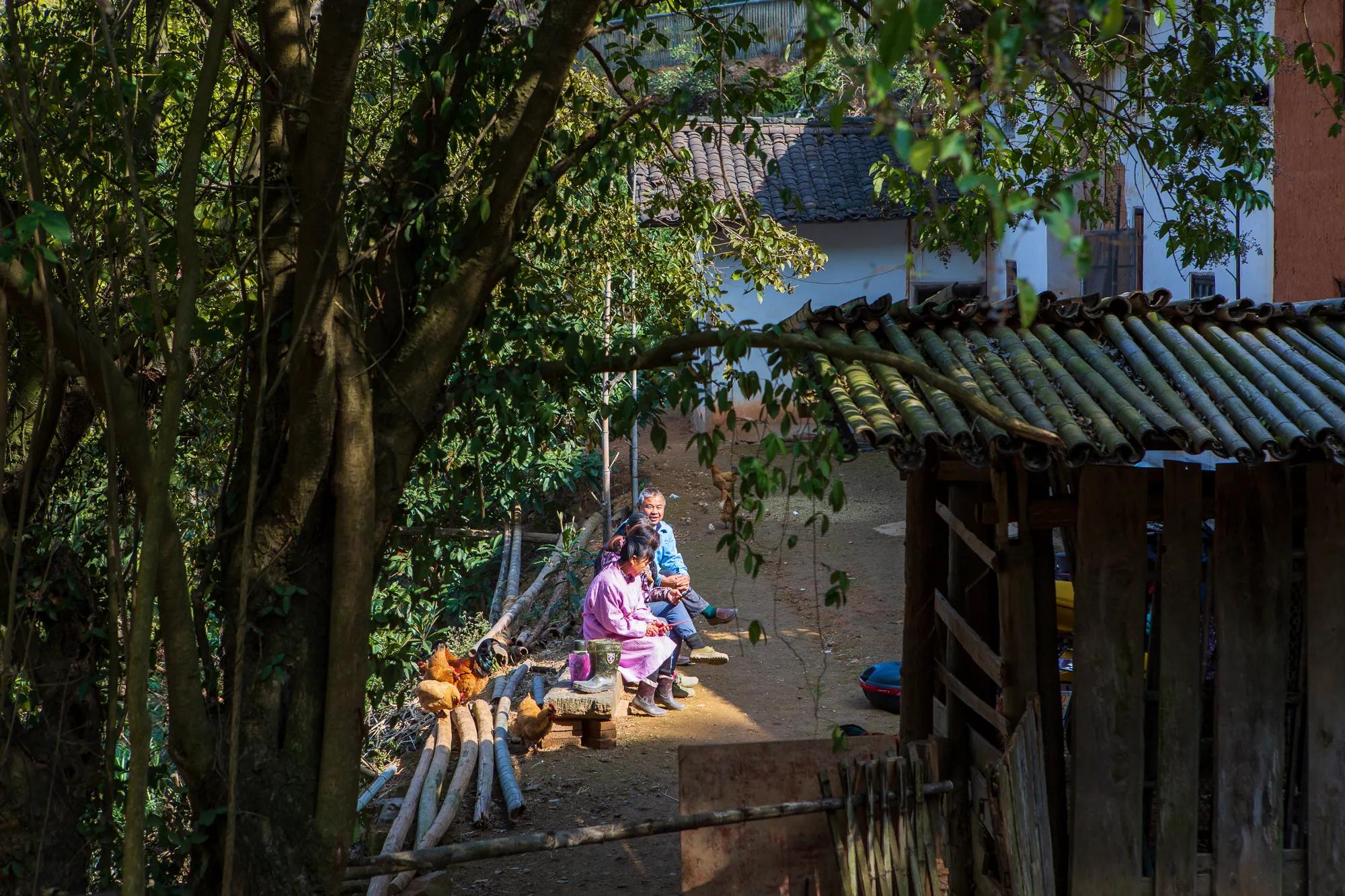 高岭古村银杏,高岭乡高岭村