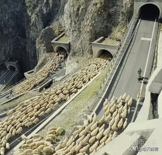 打一成语春蚕到死丝方尽,打一成语视频