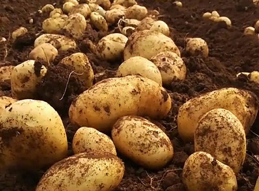 在农村种植什么赚钱,农村种植作物怎么赚钱的