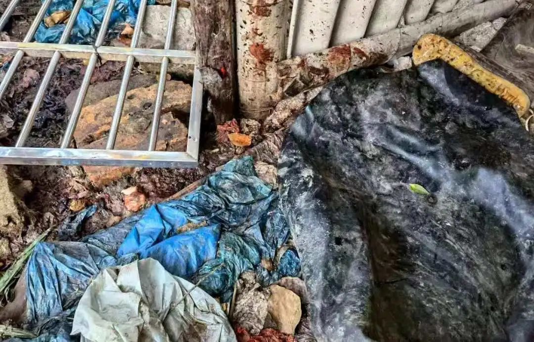 去非法屠宰场杀猪被抓,非法屠宰鸡鸭怎么处罚