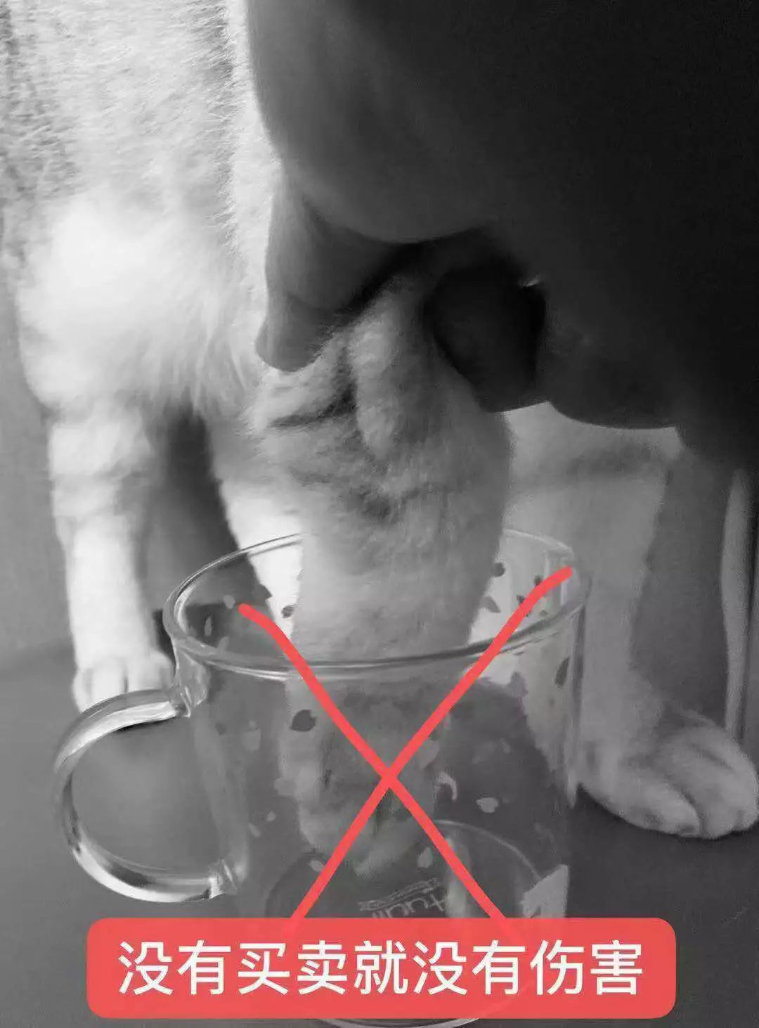 猫爪杯星巴克粉的,猫爪杯紫色和粉色