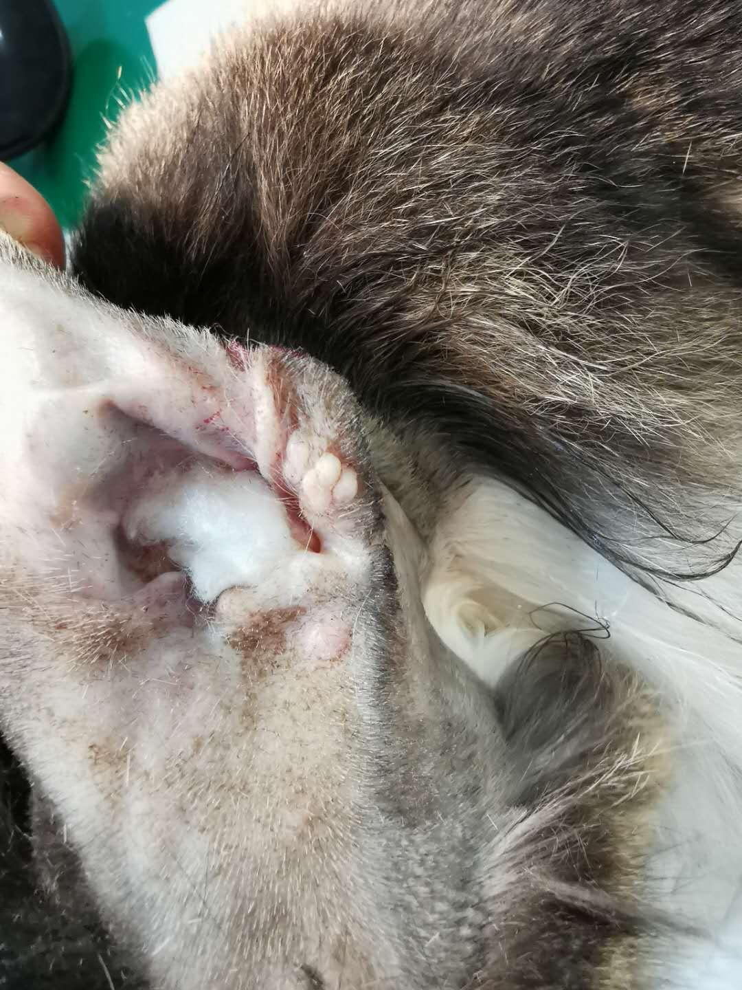 猫咪耳廓有个鼓包是怎么回事,猫咪耳根部长了个大包