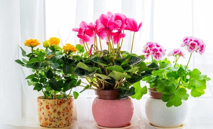 这些花“好看又好养”，不怕高温不怕晒，适合新手夏天养