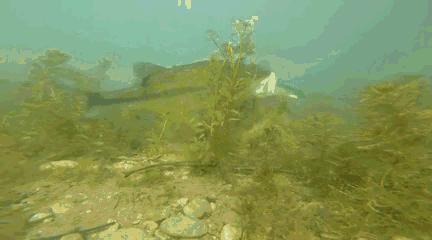 中国肉食性鱼类有哪些,十大掠食性鱼类排名