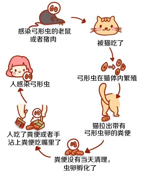 妈妈不舍宠物猫，婴儿肺里竟有猫毛?宠物与宝宝如何兼得?