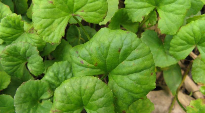 30年前,路边1种积雪草,还是次等猪食,如今却成网红“美容草”