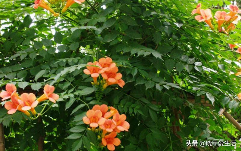 爬墙种植物大全,爬墙类绿植家种