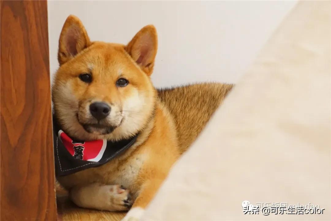 撸柴犬店广州,撸柴宠物乐园