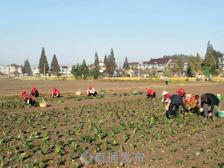黑塌菜如皋种植,如皋160亩黑塌菜