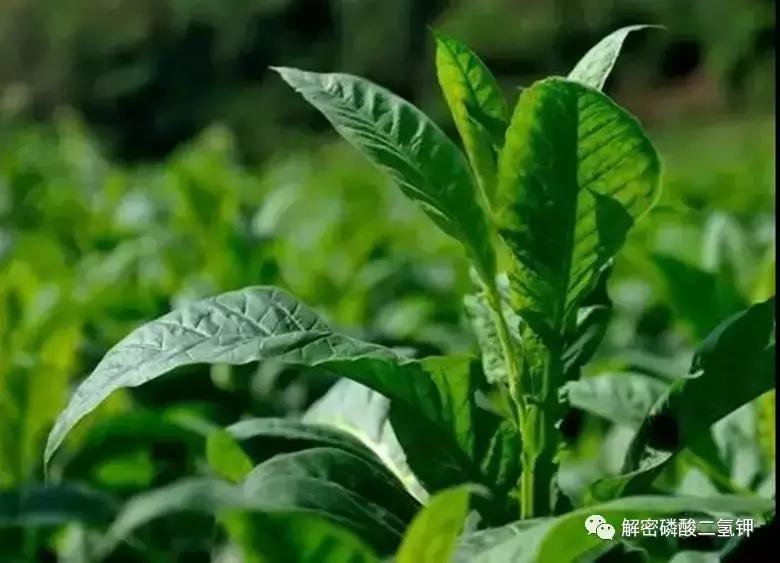 磷酸二氢钾在作物成熟期使用配方 (磷酸二氢钾适合哪些农作物怎么用)