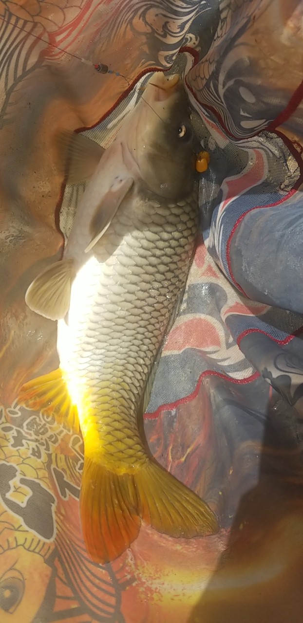 今年鸭绿江水丰湖钓鱼视频,丹东鸭绿江水丰湖