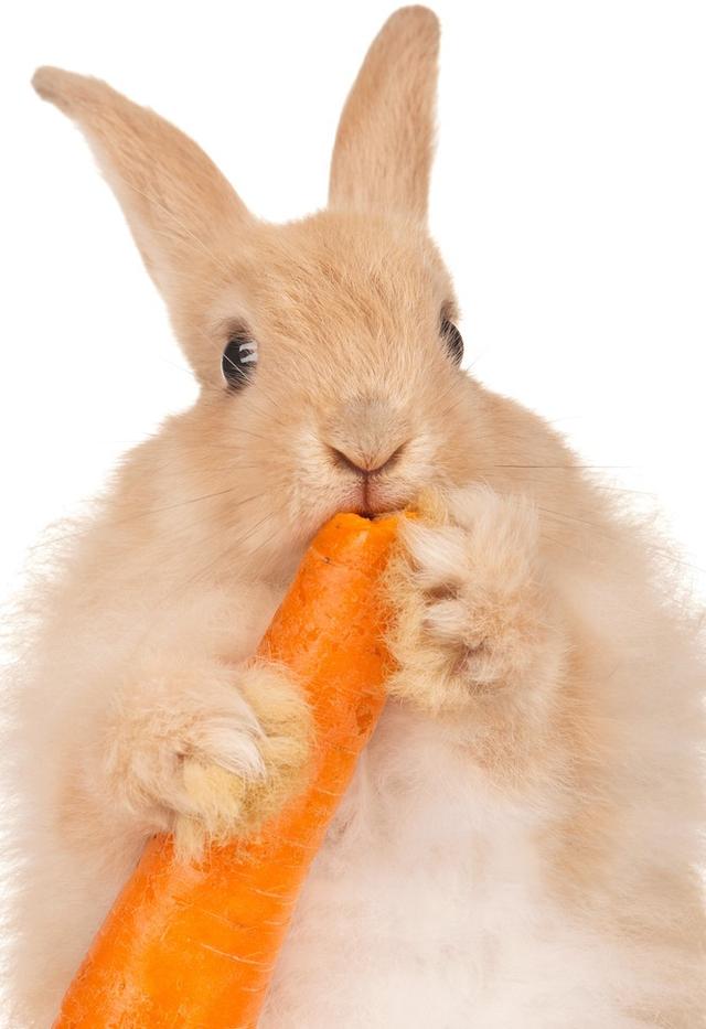 小孩子误食兔子屎,兔子吃自己的粪便代表什么