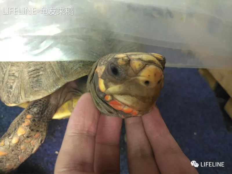 红腿陆龟怎么养活,新手养红腿陆龟准备什么