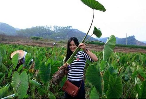 大学生农村创业难在哪,大学生回农村创业靠知识