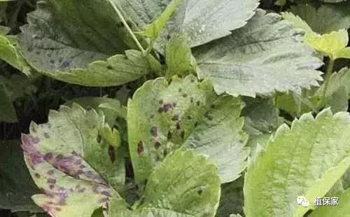 南京地区草莓病虫害防治的现状,温室草莓病虫害种类及防治措施