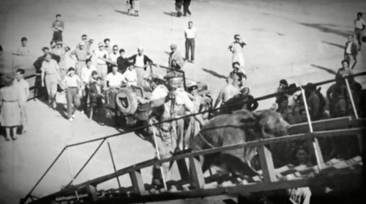 最骚士兵熊：抽烟喝酒花钱，样样在行，还是个战斗英“熊”