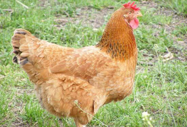 鸡有绿脓杆菌病怎么办？掌握以下4点，养殖户轻松防范！