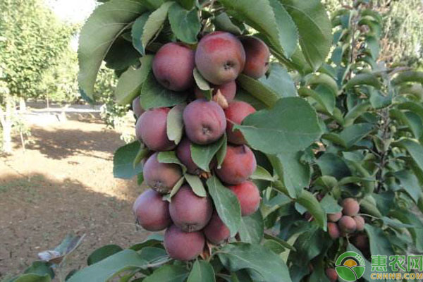 冷门苹果有哪些品种,现在常吃的苹果品种