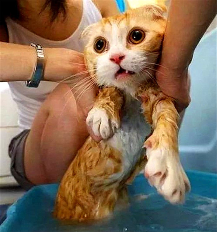 猫咪洗澡容易应激要不要洗澡,猫咪洗澡的时候跟铲屎官说明什么