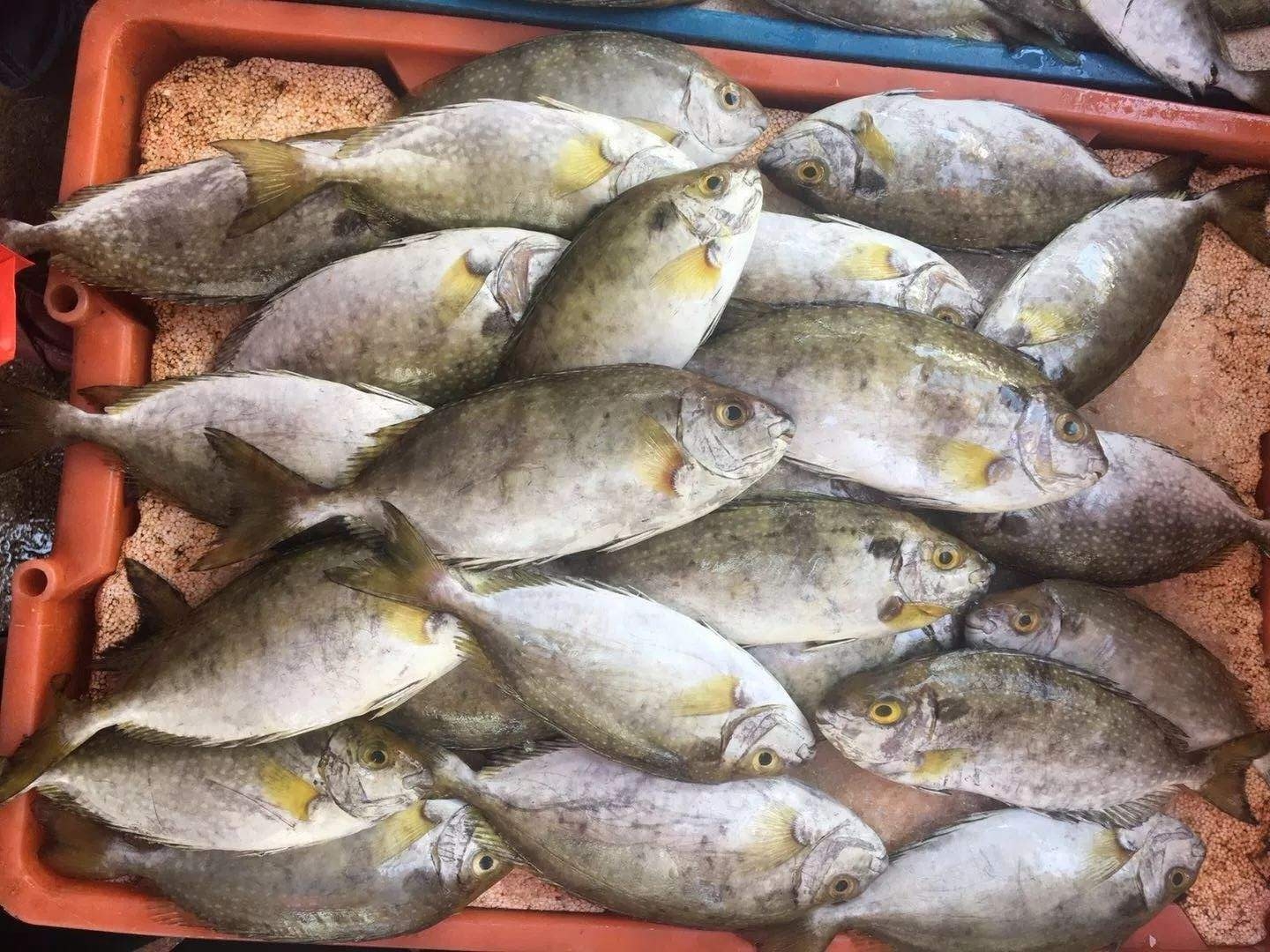 这5种海鱼味道极其鲜美,这5种海鱼刺少肉多很鲜美