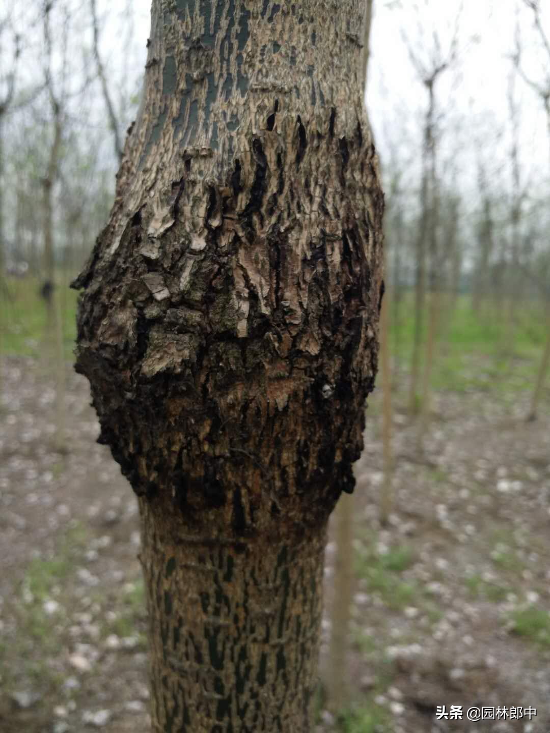 树干上长好多疙瘩怎么回事,国槐的树瘤子怎么治