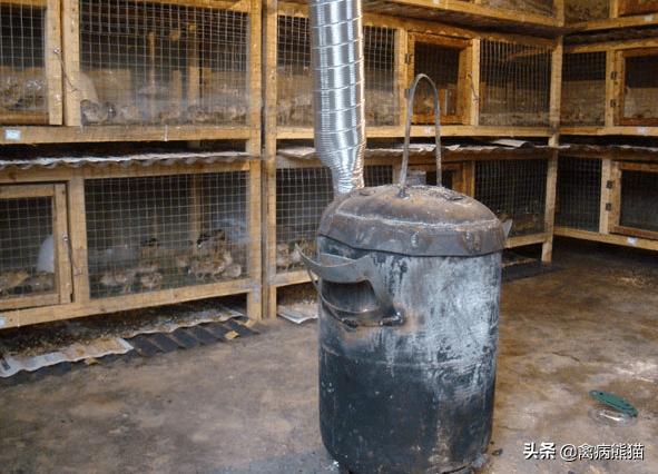 为什么说鸡养6年就不能养了,为啥养殖的鸡不好吃