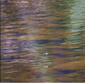 广岛核爆幸存者照片,广岛原子弹爆炸时的真实影像